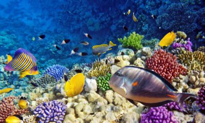Sea Life London Aquarium